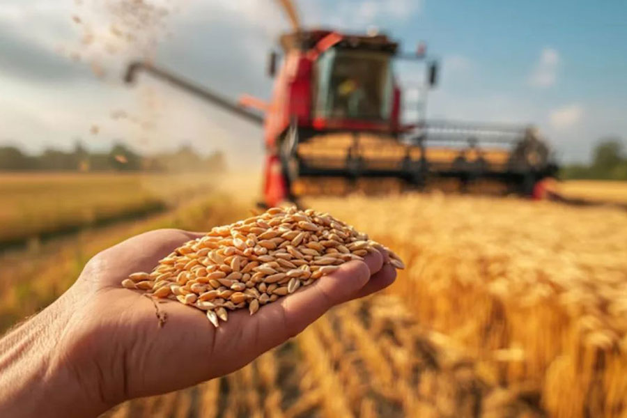 Çıfçıklı Baharlık Ekmeklik Buğday Tohumluğu: Sulu Alanlar için Yüksek Verim ve Kalite