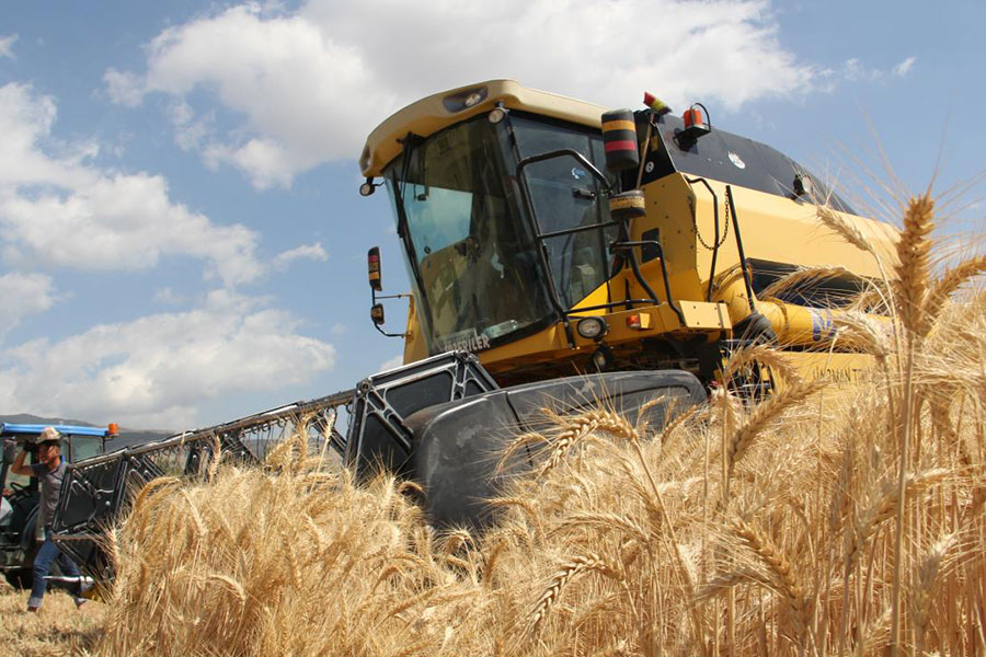 Kırkayak Kışlık Ekmeklik Buğday: Yüksek Verim ve Üstün Kalite