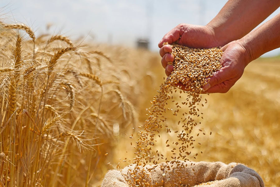 Orgafull ile Bitkilerde Sağlıklı Büyüme ve Stres Toleransı