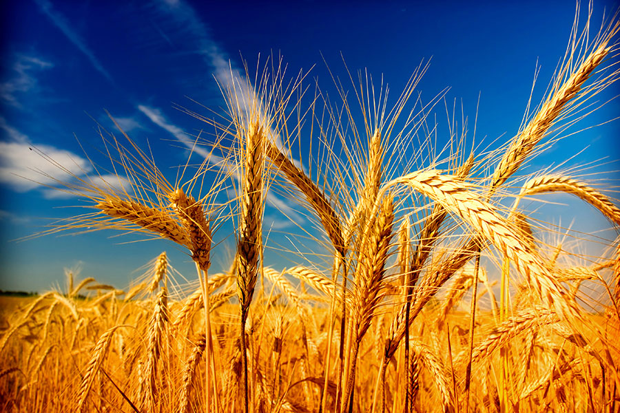 Zümrüt Ekmeklik Buğday Çeşidi: Adana, Mersin ve Osmaniye’de Yüksek Verim ve Kalite