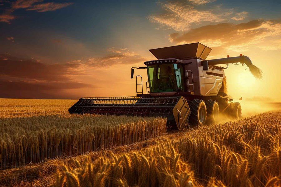 Zümrüt ve Çıfçıklı Ekmeklik Buğday Çeşitleri: Çukurova’da Yüksek Verim ve Kalite