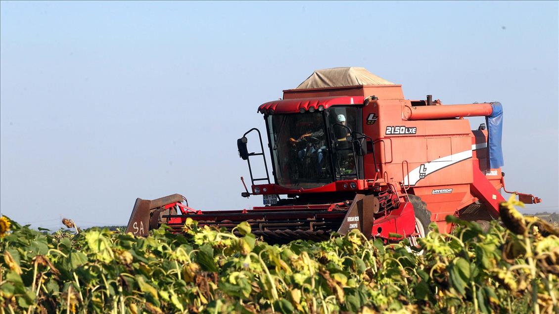 Ayçiçeği Yetiştiriciliğinde Maksimum Verim ve Kalite İçin Öneriler
