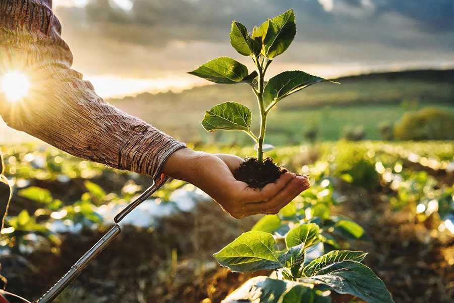 Bitkisel Üretimde Gübre Kullanımı ve Verim Artırıcı Etkileri