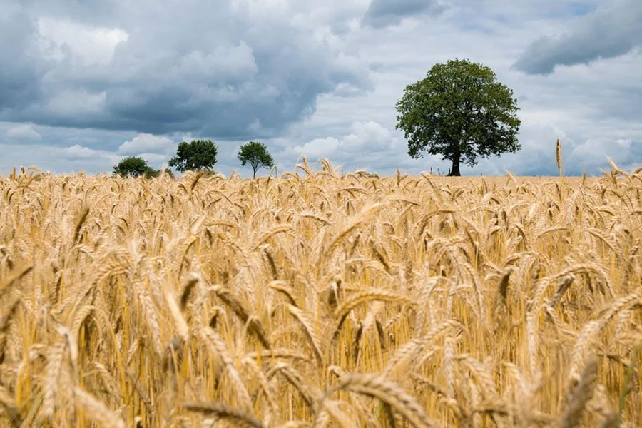 İklime Uyumlu ve Bölgeye Özgü Çeşitler