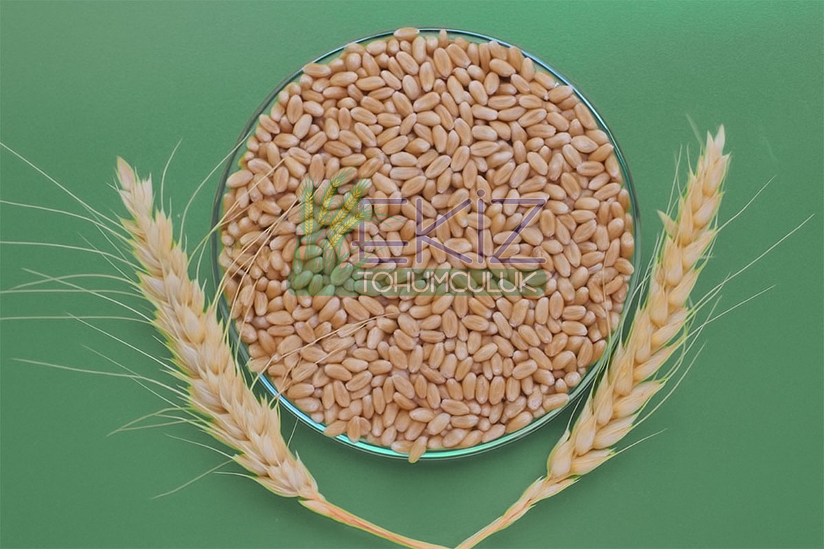 Kızıltan 91 Makarnalık Buğday