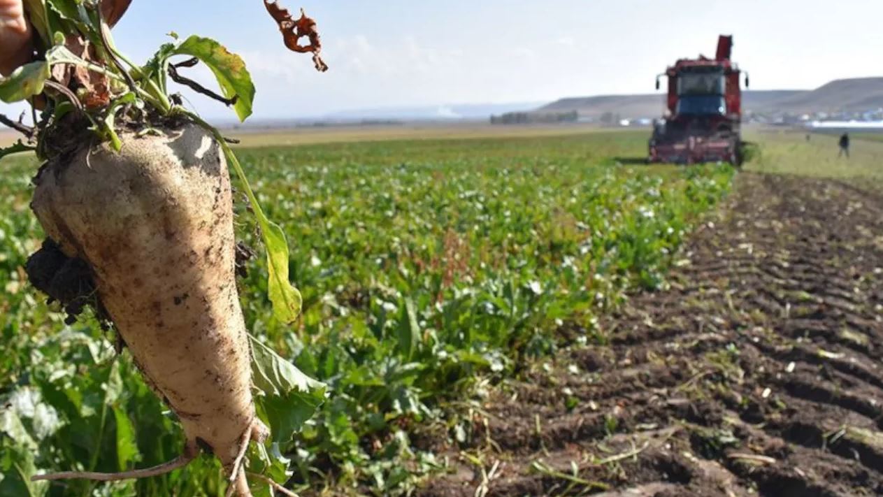 Pancar Yetiştiriciliğinde Verim ve Kaliteyi Artıran Uygulamalar