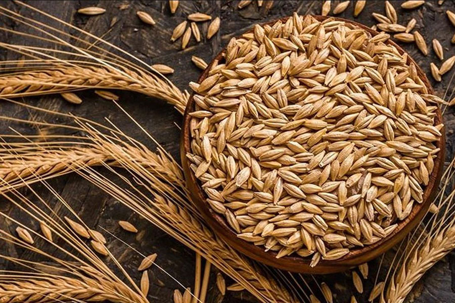 Sertifikalı Arpa Tohumluğu