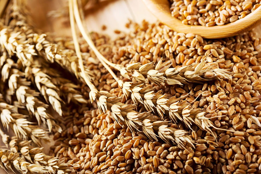 Sertifikalı Buğday Tohumluğu