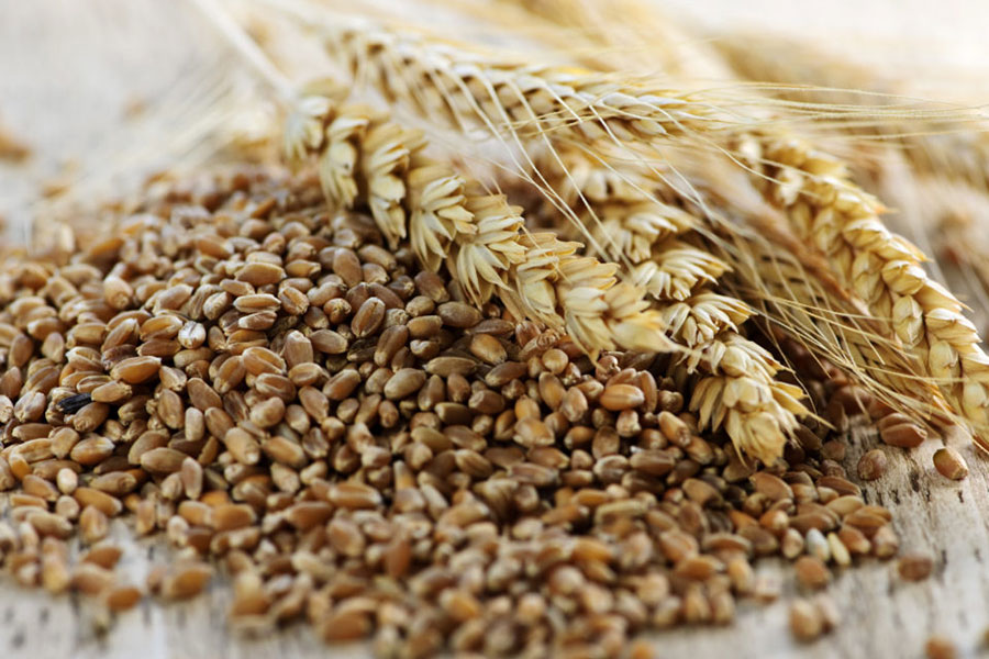 Sertifikalı Tritikale Tohumluğu