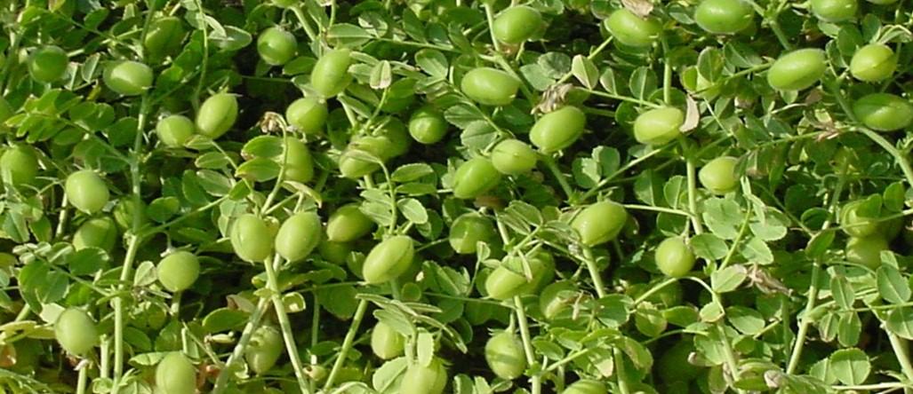 Yemeklik Dane Baklagillerde Verim ve Kaliteyi Artırmanın Yolları